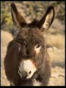 PLATERO  Y  YO